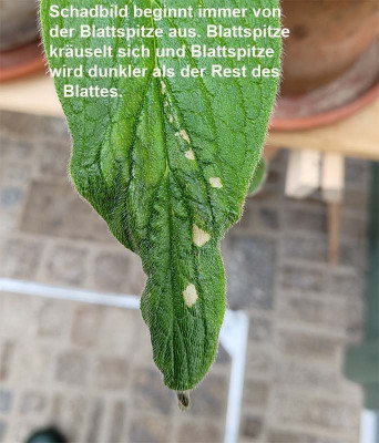 2-Blattspitze gekräuselt beschriftet.jpg