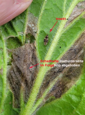 3-Schadbild mit Insekt beschriftet.jpg