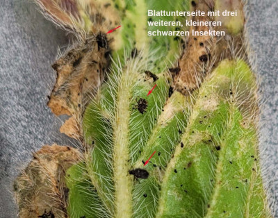 4-Schwarze Insekten beschriftet.jpg