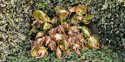 HOSTA X FORTUNEI CAPTAIN KIRK.jpg