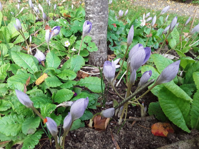 Crocus speciosus und Primeln