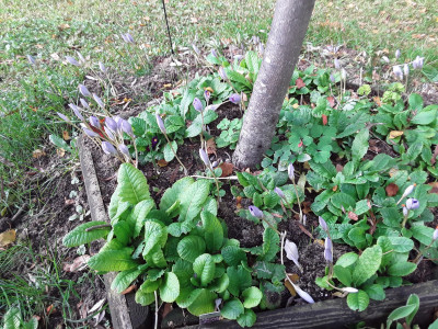 Primeln und Crocus speciosus