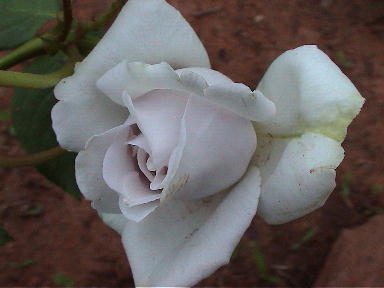 Leichenrose.jpg