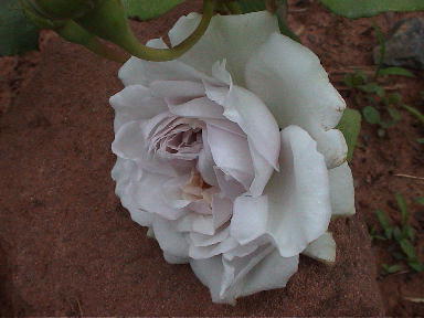 Leichenrose_1.jpg