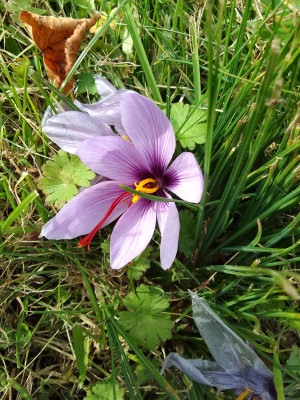 Safran-Krokusse in Giesing
