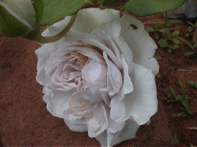 Leichenrose_2.jpg