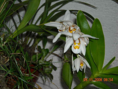 11_09_Coelogyne_v._BerndS..jpg