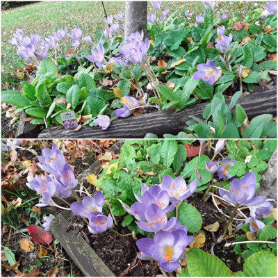 Crocus speciosus und Primeln