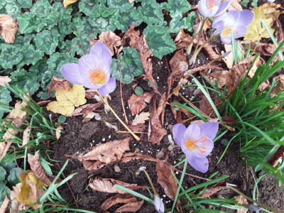 Crocus speciosus