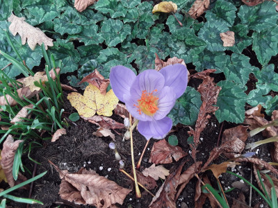 Crocus speciosus