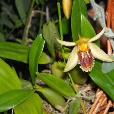 11_21_Coelogyne_fimbriata_offen.jpg