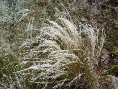 29.November_2008_048kl.17_Stipa_tenuifiolia_mit_Schnee_bepudert.JPG