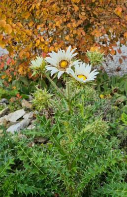 20251018_193306 Berkheya cirsiifolia.jpg