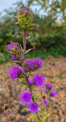 20251018_193808 Liatris ligulistylis.jpg