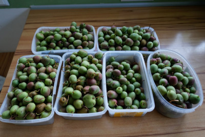 Beerenkiwi