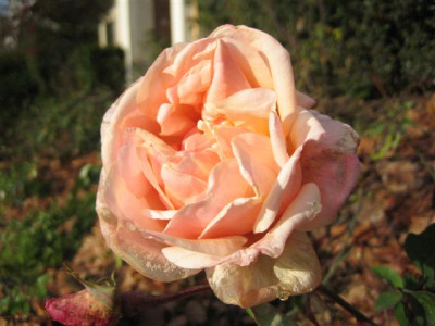 IMG_4339_Small.JPG
