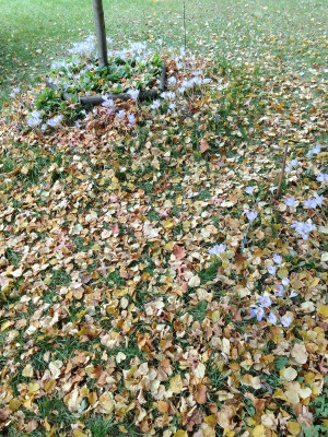 Crocus speciosus