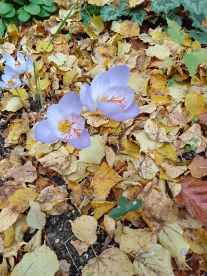 Crocus speciosus