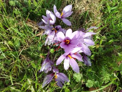 Safran-Krokusse