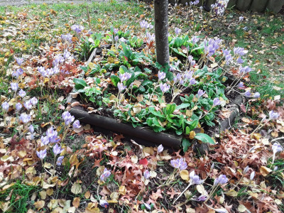 Krokusse und Primeln