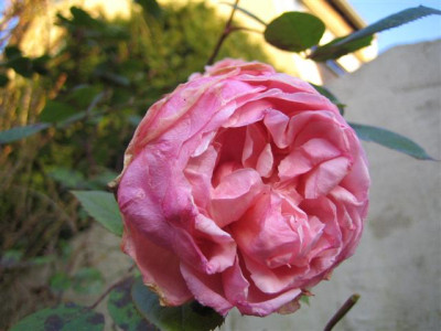 IMG_4351_Small.JPG