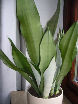 Sansevieria 2.JPG