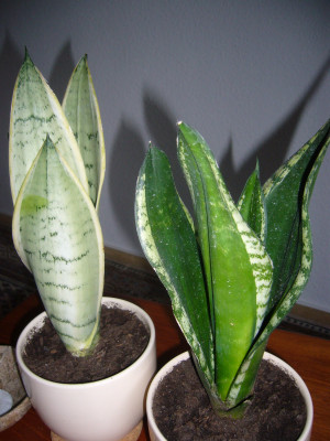 Sansevieria 1.JPG