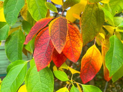 IMG_6675_1000px.jpg