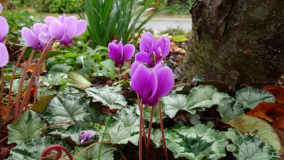 DSC09900.JPG