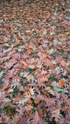 20251022_191535 Quercus rubra.jpg