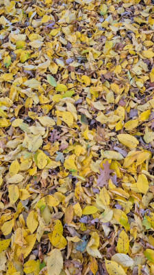 20251021_192152 Carpinus betulus.jpg