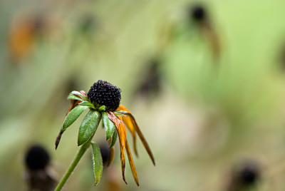 Rudbeckia-Nov3008.jpg