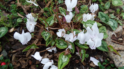 C. h. albiflorum.JPG