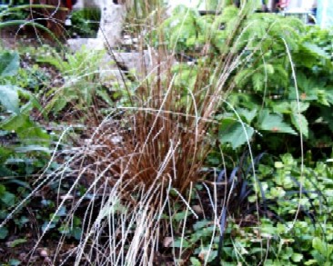 Carex_buchanii_und_Schlangenbart.JPG