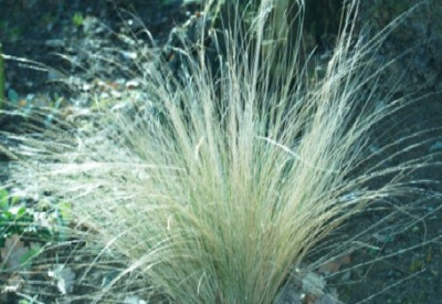Stipa__ponytails.jpg