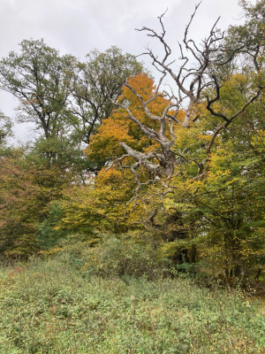 IMG_1919.jpeg