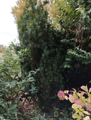 251024_Fastigata.jpg