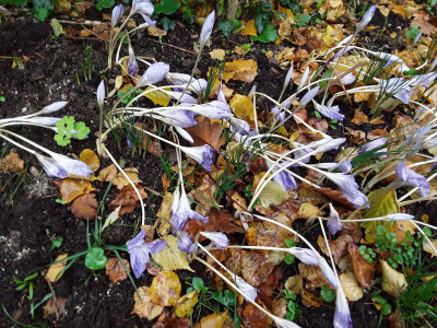 Crocus speciosus