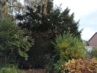 251024_NachbarsEibe.jpg (1.07 MiB) 81 mal betrachtet 251024_NachbarsEibe.jpg