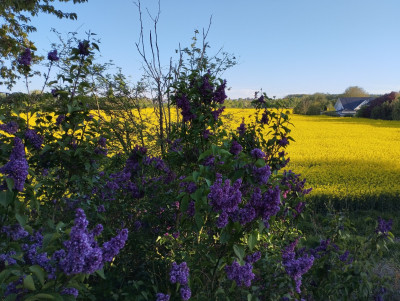 250426_Flieder_und_Rapsfeld.jpg