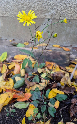20251024_184242 Hieracium maculatum.jpg