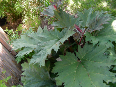IMG_2026.jpeg