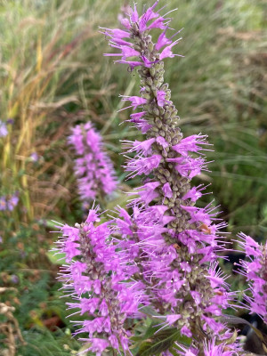 IMG_2019.jpeg