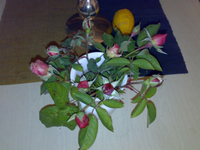 rosen_1advent.jpg