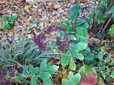 Sedum