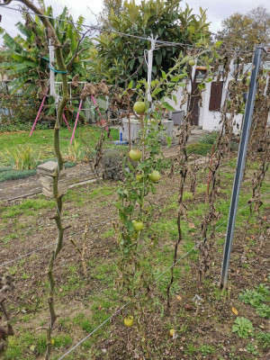 Tomaten 20251025.jpeg
