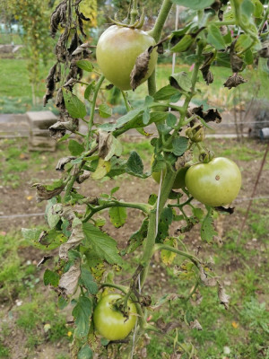 Tomate PhR 20251025.jpeg