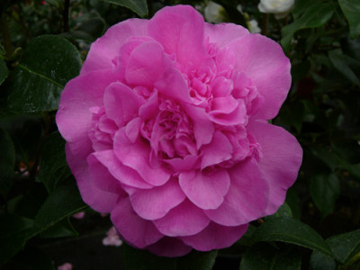 Debbie1-08.jpg