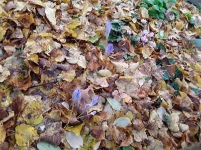 Cyclamen und Crocus