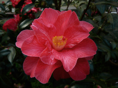 Coral-Delight1-08-bearbeite.jpg